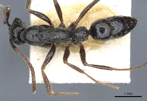 Leptogenys bellii specimen