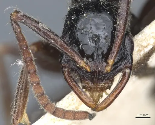 Leptogenys bellii specimen