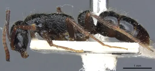 Leptogenys bellii specimen