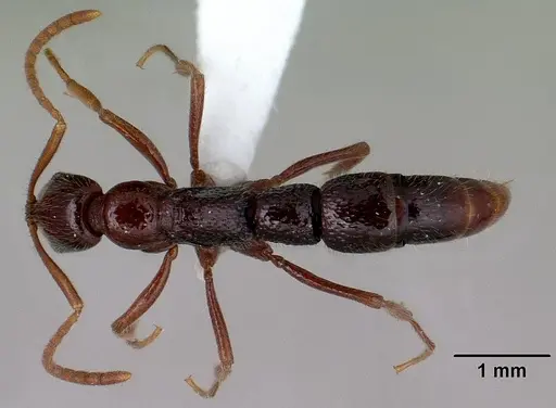 Leptogenys bezanozano specimen