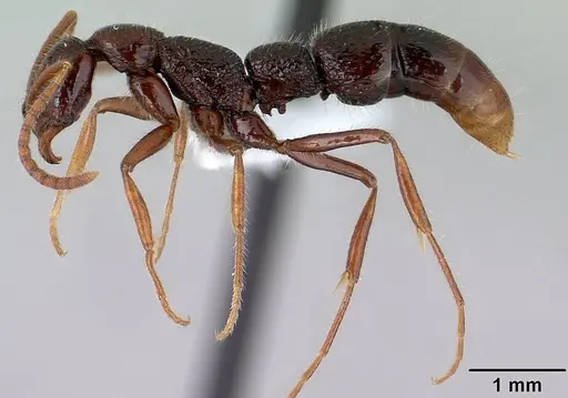 Leptogenys bezanozano specimen