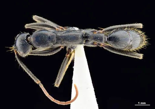 Leptogenys bhartii specimen