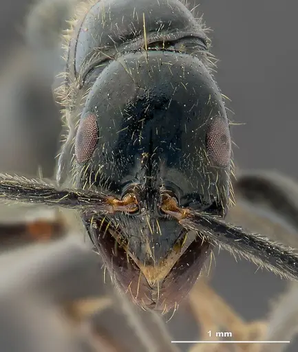 Leptogenys bhartii specimen