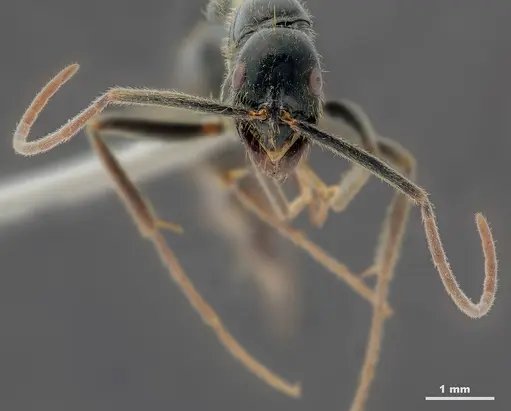 Leptogenys bhartii specimen