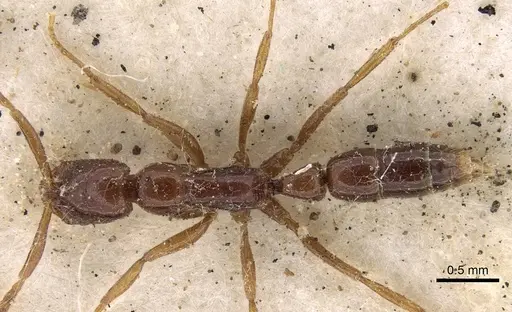 Leptogenys bidentata specimen