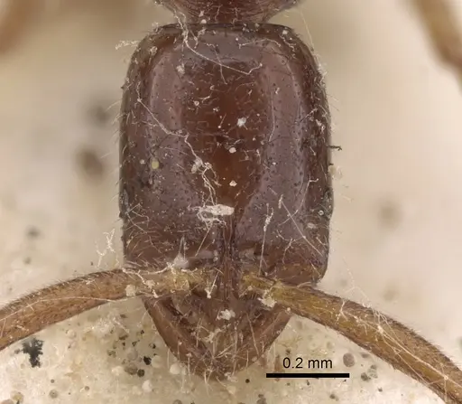 Leptogenys bidentata specimen