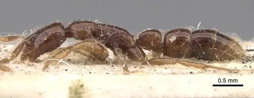 Leptogenys bidentata specimen