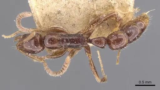 Leptogenys bidentata - CASENT0907385