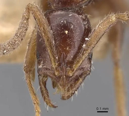 Leptogenys bidentata - CASENT0907385