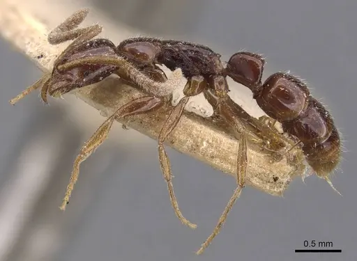 Leptogenys bidentata - CASENT0907385