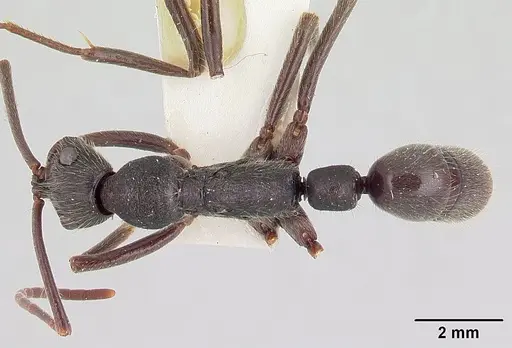 Leptogenys bifida specimen