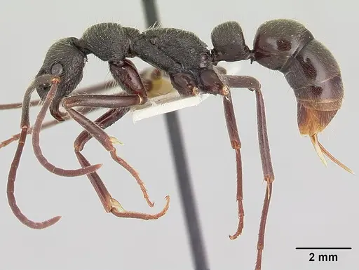 Leptogenys bifida specimen