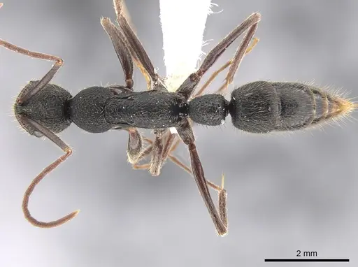 Leptogenys binghamii specimen