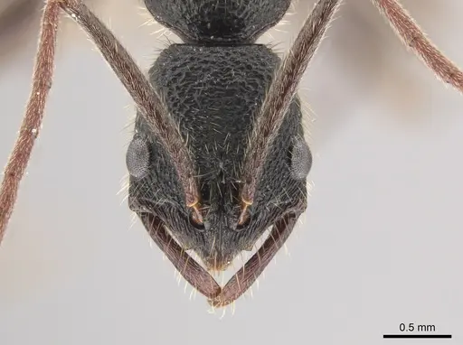 Leptogenys binghamii specimen