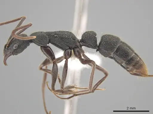 Leptogenys binghamii specimen