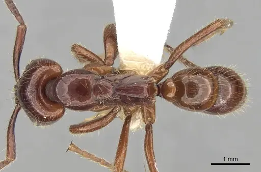 Leptogenys birmana specimen