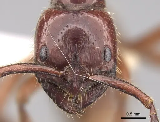 Leptogenys birmana specimen