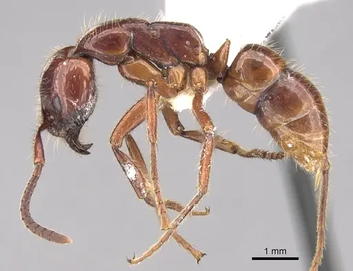 Leptogenys birmana specimen