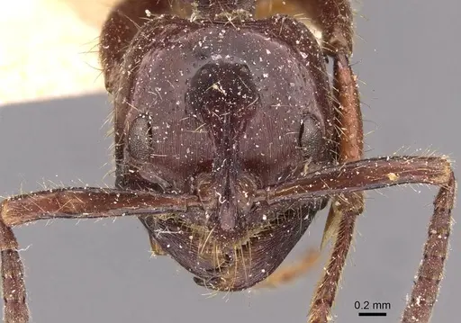 Leptogenys birmana - CASENT0907581