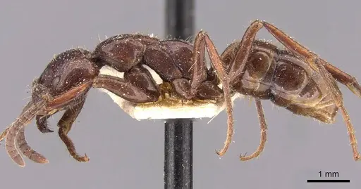 Leptogenys birmana - CASENT0907581