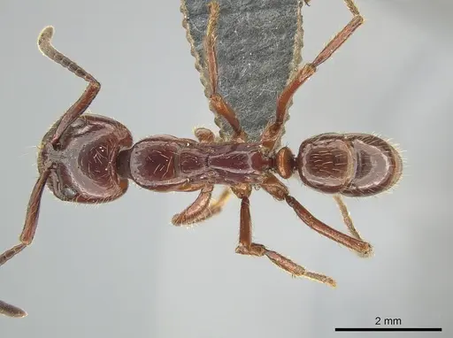 Leptogenys birmana - MCZ-ENT00763498