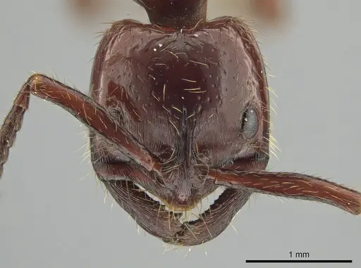 Leptogenys birmana - MCZ-ENT00763498