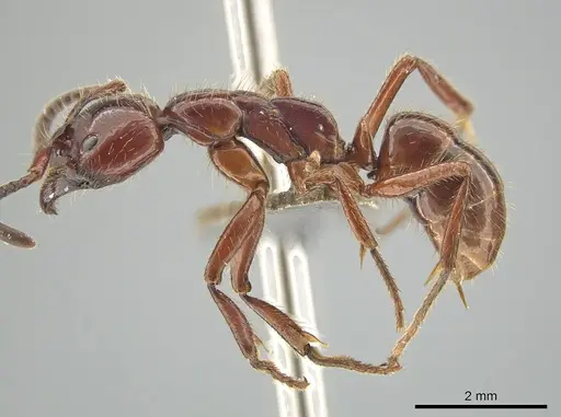 Leptogenys birmana - MCZ-ENT00763498