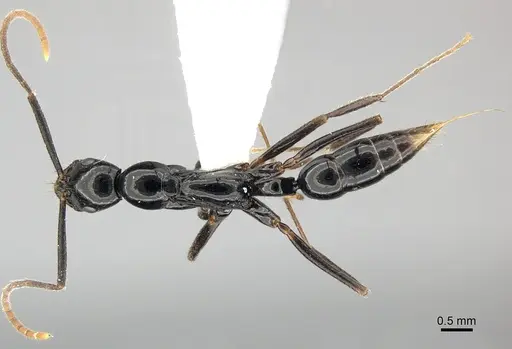 Leptogenys bituberculata specimen