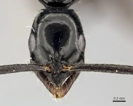 Leptogenys bituberculata specimen