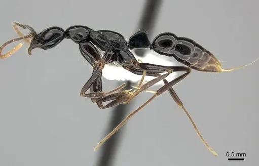 Leptogenys bituberculata specimen