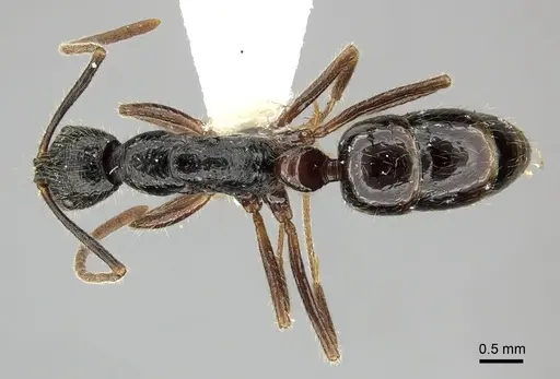 Leptogenys bituberculata - CASENT0270539