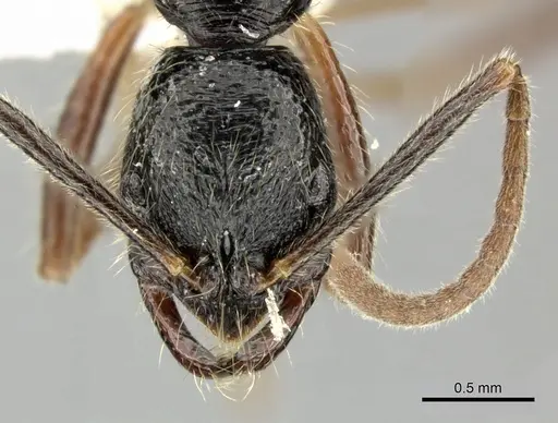 Leptogenys bituberculata - CASENT0270539