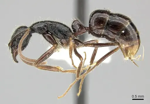 Leptogenys bituberculata - CASENT0270539