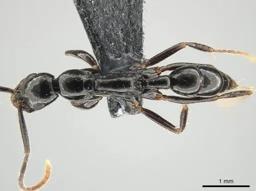 Leptogenys bituberculata - CASENT0650193