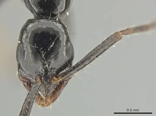 Leptogenys bituberculata - CASENT0650193