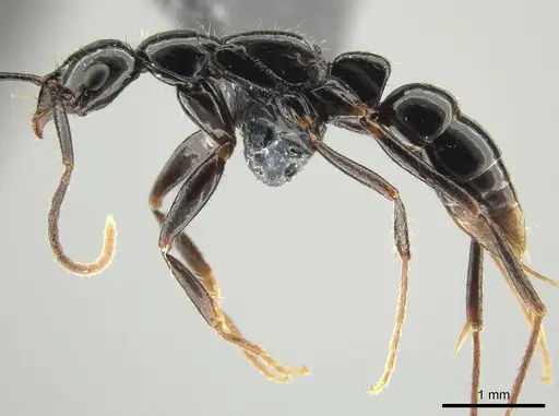 Leptogenys bituberculata - CASENT0650193