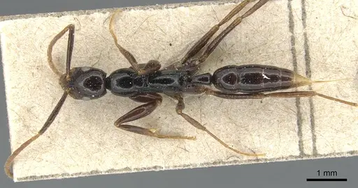 Leptogenys bituberculata - CASENT0903950