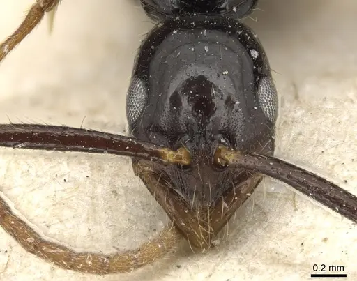Leptogenys bituberculata - CASENT0903950