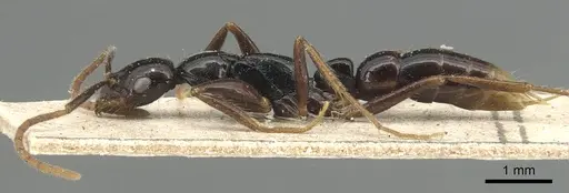 Leptogenys bituberculata - CASENT0903950