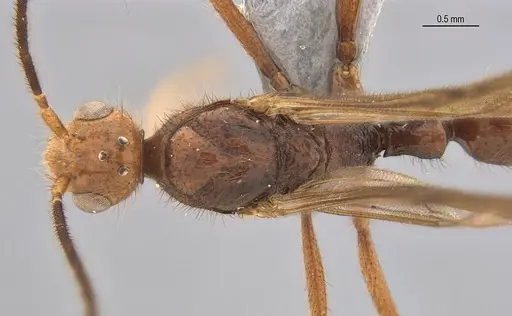 Leptogenys bohlsi specimen
