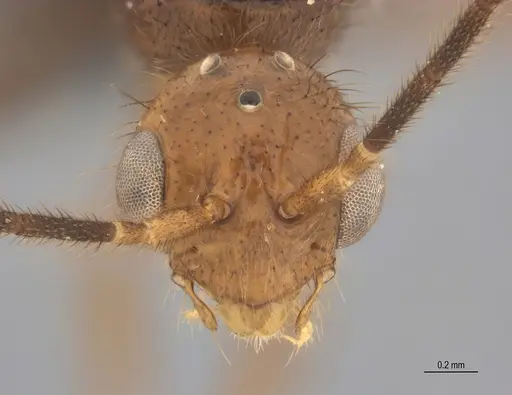 Leptogenys bohlsi specimen