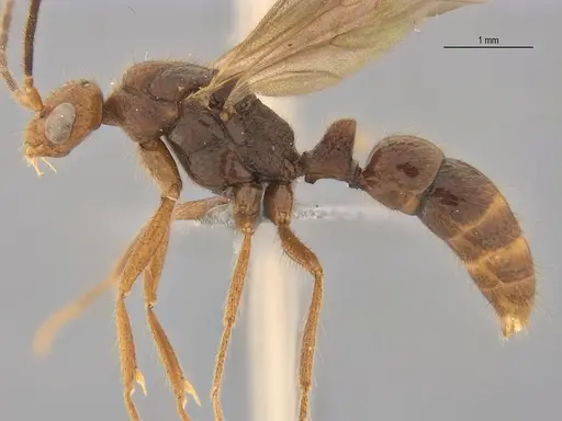 Leptogenys bohlsi specimen