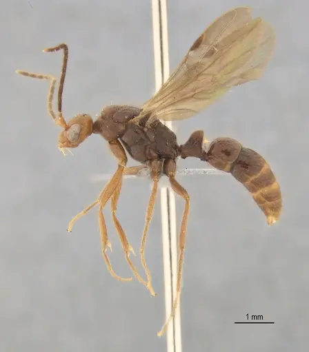 Leptogenys bohlsi - ANTWEB1062722