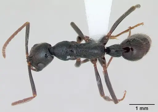 Leptogenys bohlsi - CASENT0173510