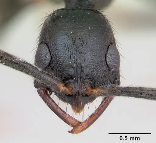 Leptogenys bohlsi - CASENT0173510