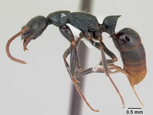 Leptogenys bohlsi - CASENT0173510