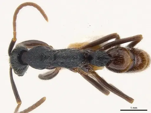 Leptogenys bohlsi - CASENT0217023