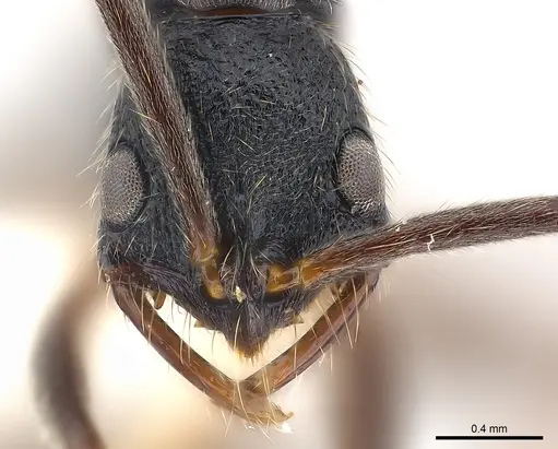 Leptogenys bohlsi - CASENT0217023