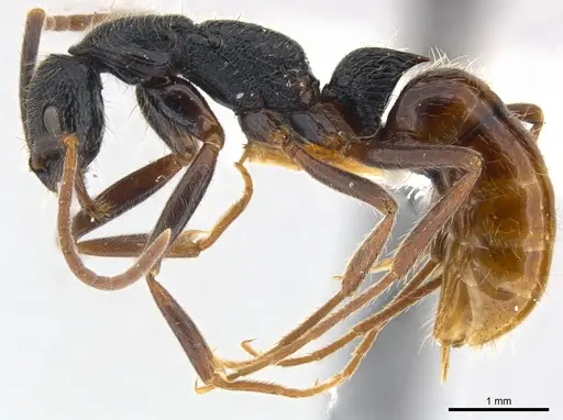 Leptogenys bohlsi - CASENT0217023