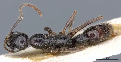 Leptogenys bohlsi - CASENT0903968